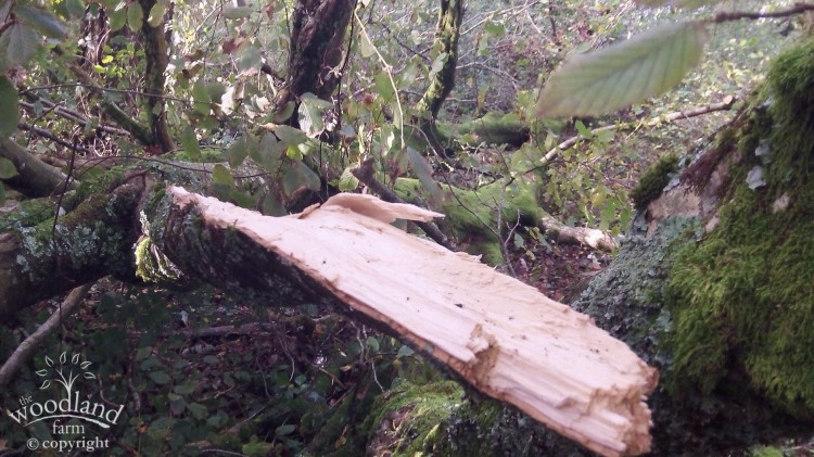 Fallen Hornbeam 3
