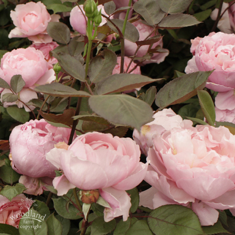 Cadfael roses