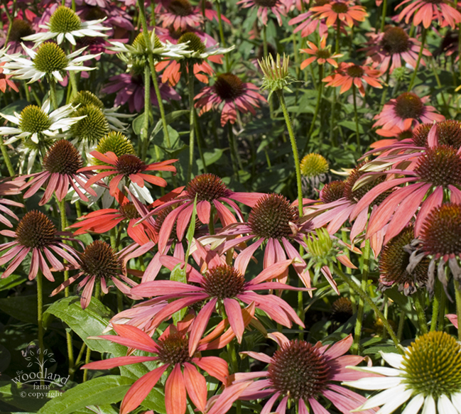 echinacea