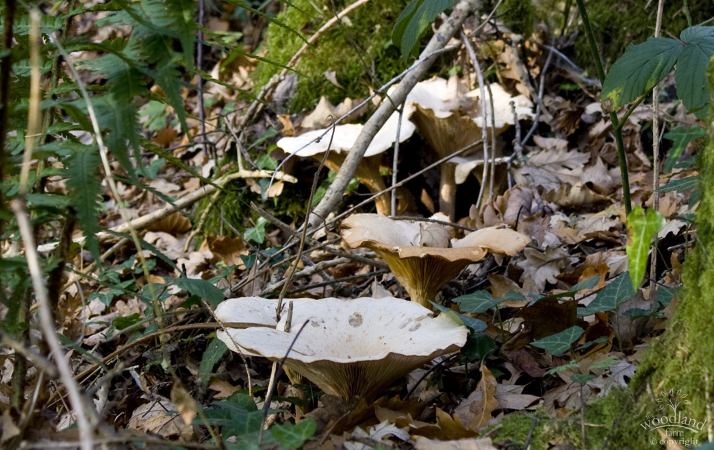 woodfunnel