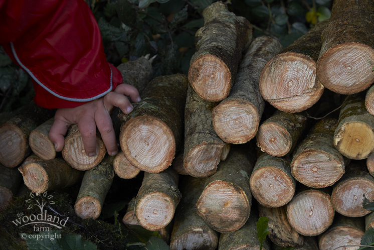 wood pile