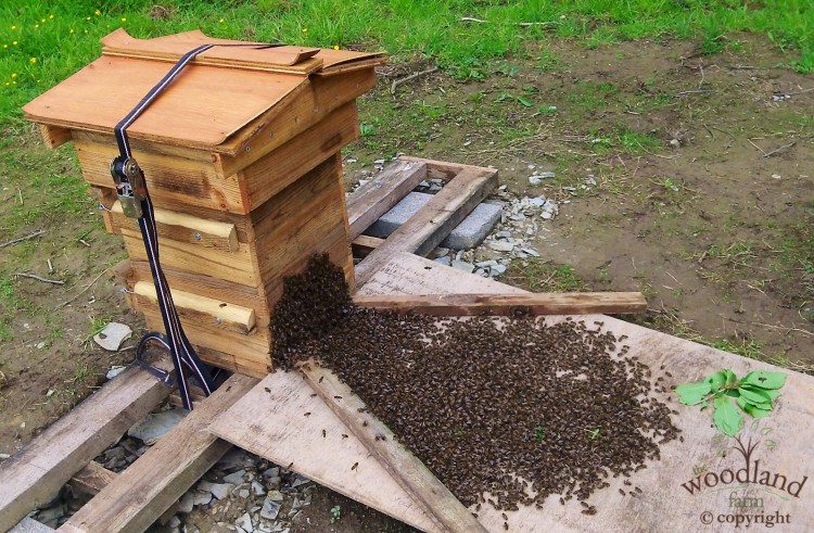 Warre bee hive & swarm