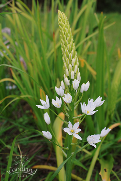 Ornithogalum