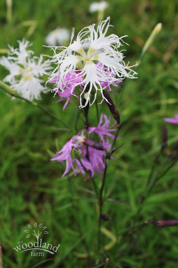 sweet william