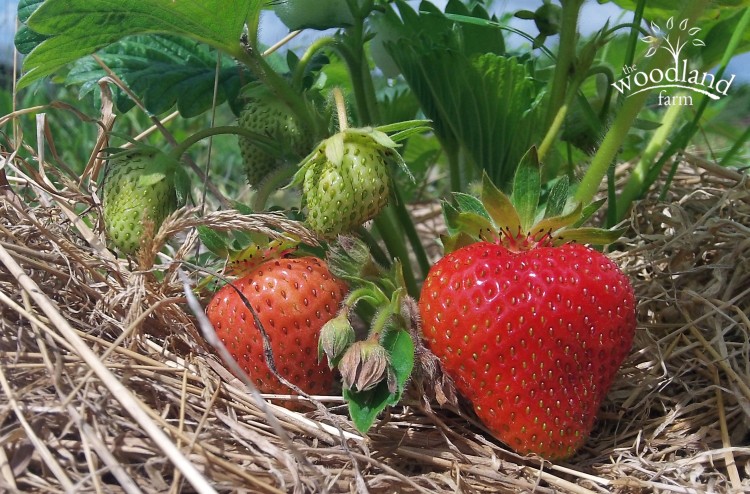 First-Strawberry