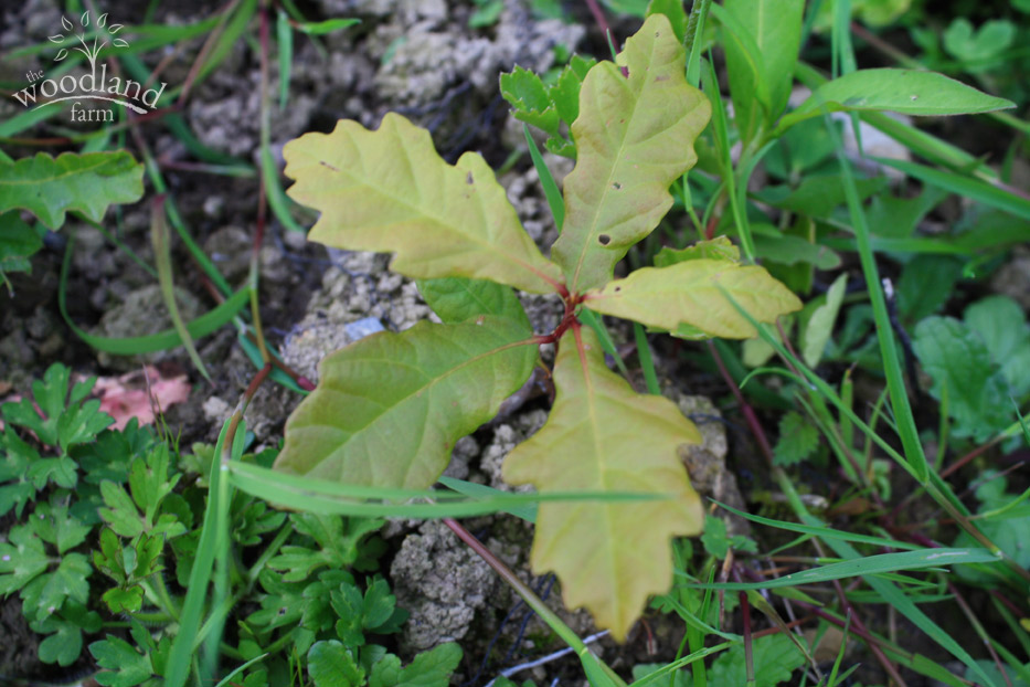 oak