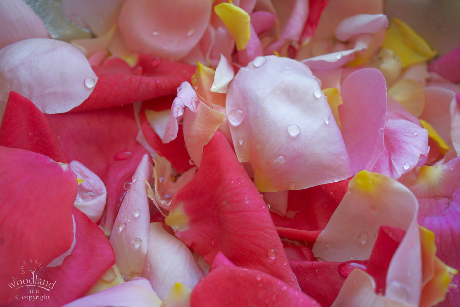 petalwash