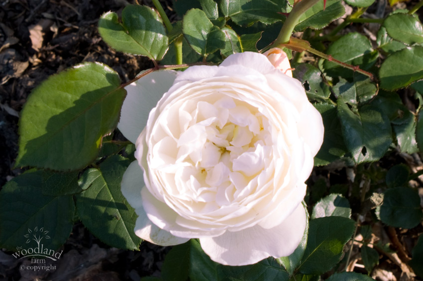 old fashioned roses