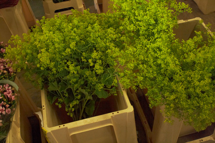 alchemilla