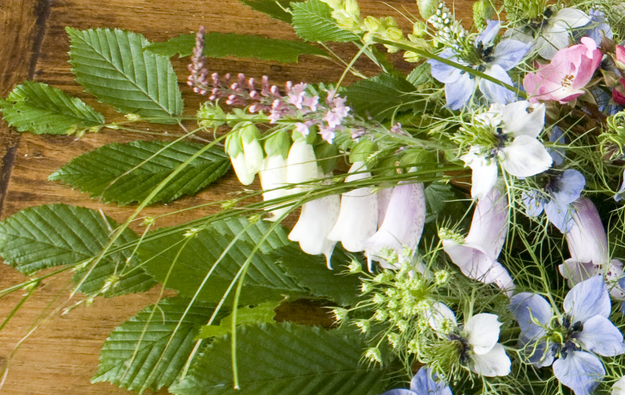 foxgloves and hornbeam