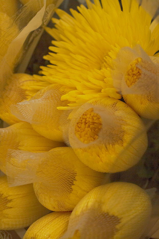 protected flowers