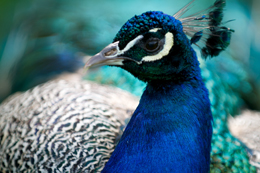 peacock