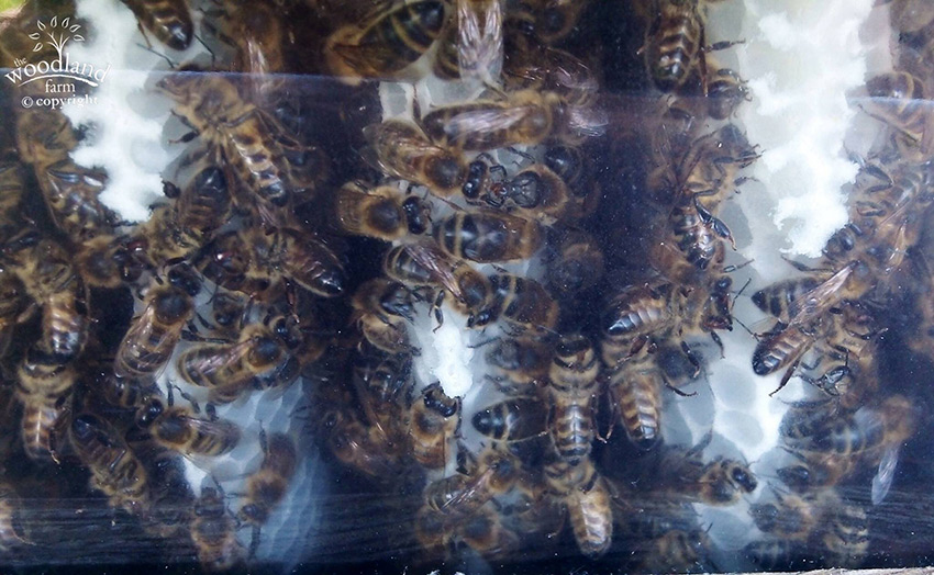 bees in new comb