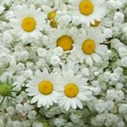 daisy bouquet