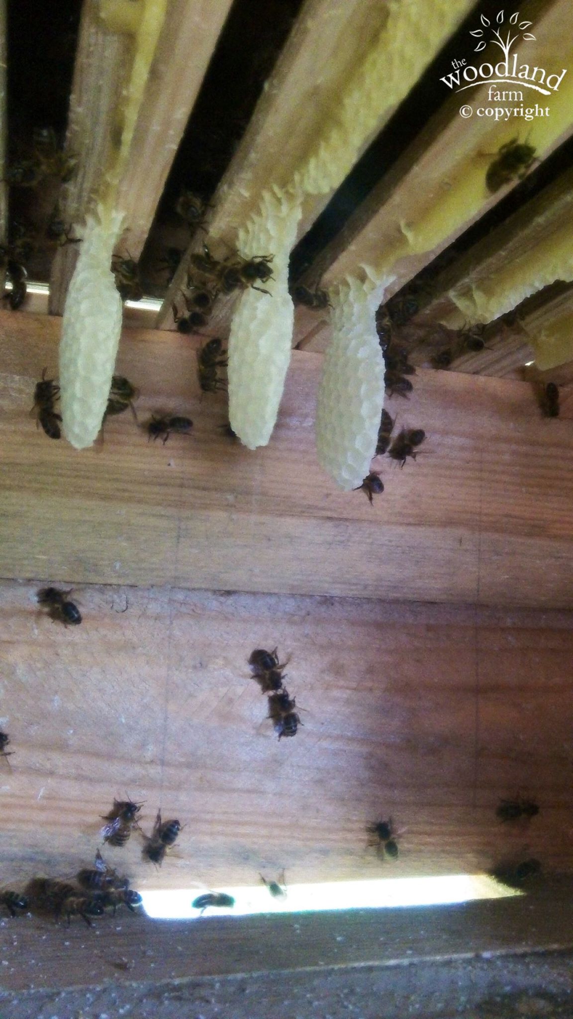 Inside a Warre hive showing the new comb being made