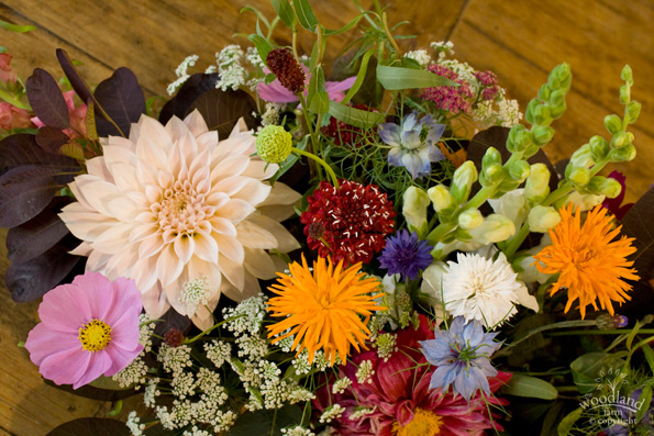 dahlia flowers